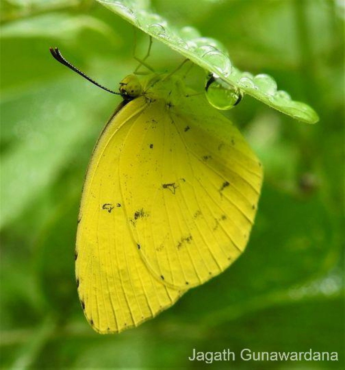 Eurema hecabe Linnaeus, 1764